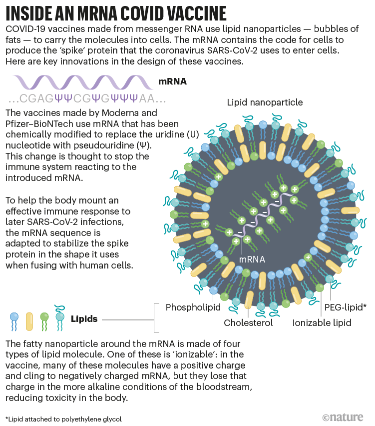 Bên trong vắc-xin mRNA ngừa COVID-19