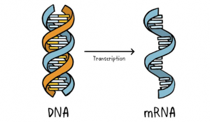 Vắc xin DNA & mRNA: Điểm giống và khác nhau