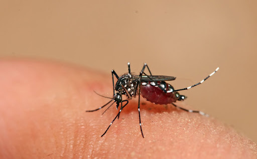 Dịch sốt xuất huyết Dengue thường vào thời gian nào?