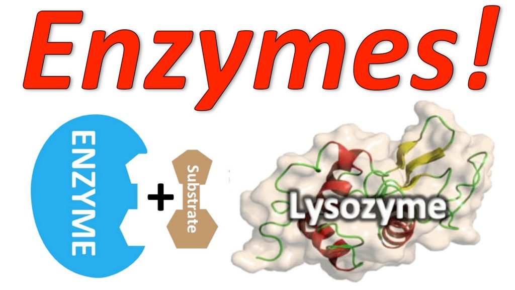 Enzyme xúc tác những phản ứng gì trong cơ thể? 1