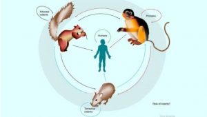 Bệnh đậu mùa khỉ trỗi dậy ở Châu Âu, phát hiện và điều trị sán lá gan nhỏ