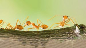 Chuyện thú vị: Loài kiến cũng có thể phát hiện ung thư?