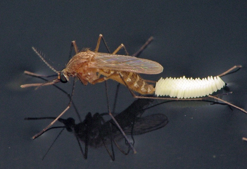 Muỗi Culex là trung gian truyền virus viêm não Nhật Bản và nhiều bệnh nguy hiểm sang người